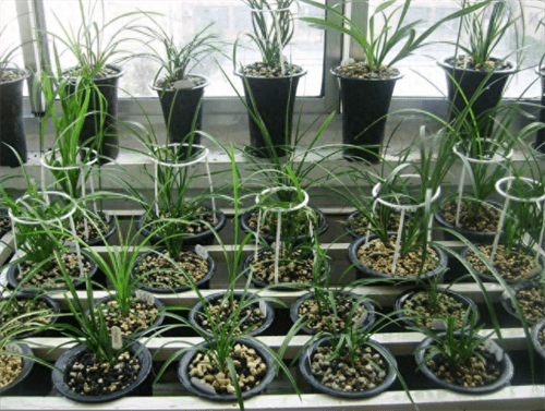 木屑发酵简单的方法(木屑怎样算发酵成功)