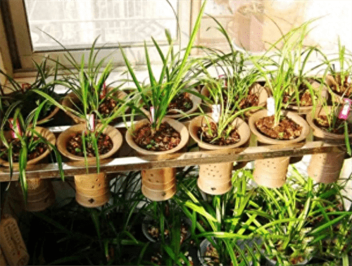 木屑发酵简单的方法(木屑怎样算发酵成功)