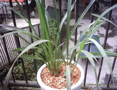 ​木屑发酵简单的方法(木屑怎样算发酵成功)