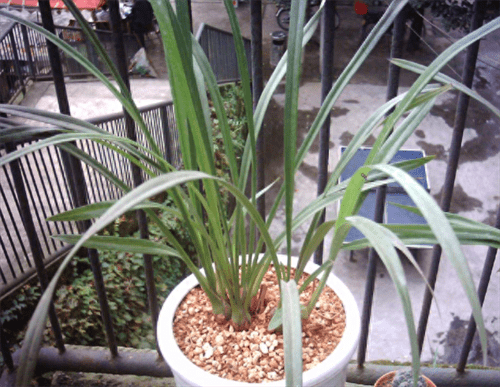 木屑发酵简单的方法(木屑怎样算发酵成功)