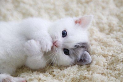 ​为什么“公猫”更受欢迎？其实有5个原因