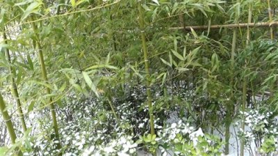 ​竹子观赏图集二(18种)