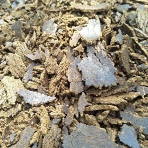 ​菜籽饼怎么做窝料