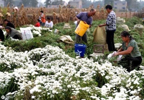 洋槐花的功效和作用禁忌(洋槐花的功效和作用百度百科)-第1张图片-