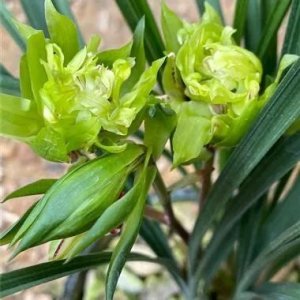 ​那些昂贵的兰花你知道几个？