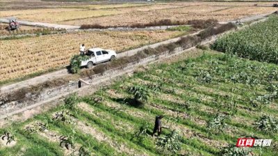 ​宜章：田间“废物”变“财富”