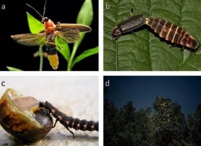 ​萤火虫恐灭绝：光污染，杀虫剂和栖息地锐减是三大主因