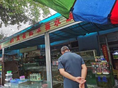 ​开封一花市有商贩出售鳄雀鳝30元一条，商家：没有接到不准卖的通知，有人买我