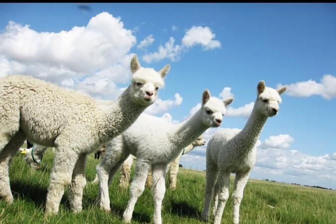 羊驼这种物种是怎么来的是羊和骆驼杂交的么