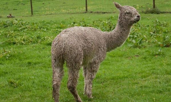 羊驼是羊还是驼