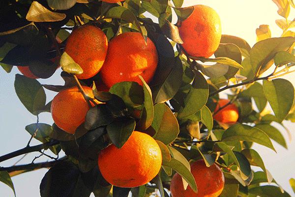 砂糖橘什么样的好吃 皮薄的都很甜