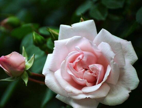 白蔷薇的花语是什么（细数蔷薇花九大品种花语）