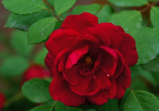 白蔷薇的花语是什么（细数蔷薇花九大品种花语）