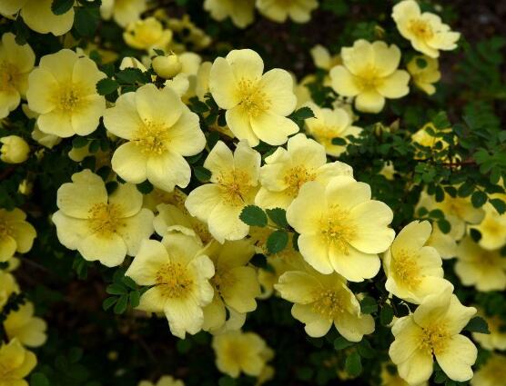 白蔷薇的花语是什么（细数蔷薇花九大品种花语）