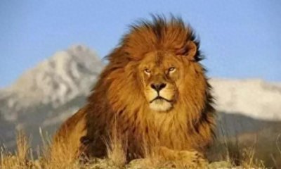 ​古代的中国没有狮子，为何还会有石狮子？