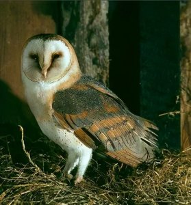 ​【长江大保护】江西吉水：两只猴面鹰相继“遇难”？不怕，警察来啦！