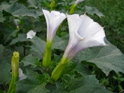 ​此草乡下很多，农民当其杂草，不知是云南白药重要成分，价值珍贵