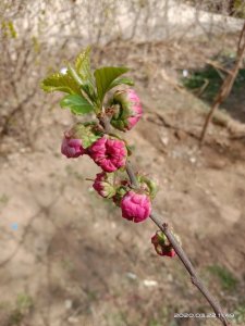 ​每日一花（1）：梅花+榆叶=榆叶梅？园林中不可多得的一种梅花