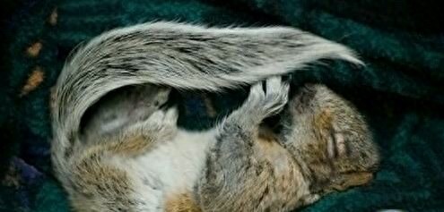 动物界六大顶级睡神，生命就是用来做梦的