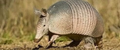 动物界六大顶级睡神，生命就是用来做梦的