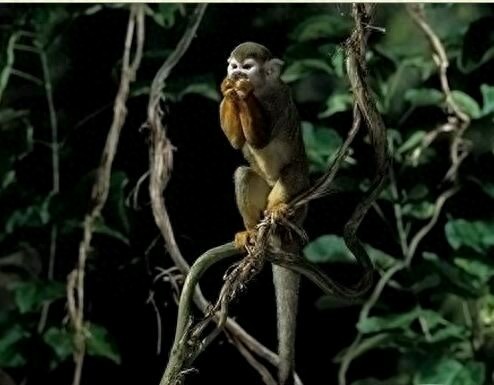 动物界六大顶级睡神，生命就是用来做梦的