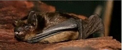 动物界六大顶级睡神，生命就是用来做梦的