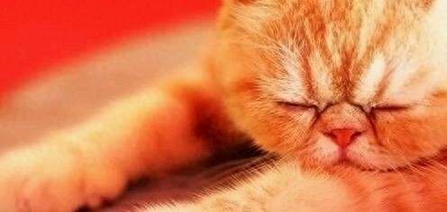 动物界六大顶级睡神，生命就是用来做梦的