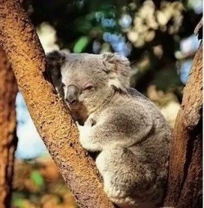 ​动物界六大顶级睡神，生命就是用来做梦的