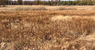 ​无须投资！农村加工市场供不应求，每吨9000元利润！