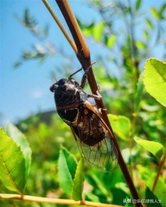 ​乡村时光：知了和蝉的故事
