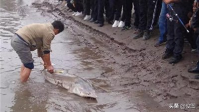 ​身长2米，体重120斤，钓获长江“怪鱼”，它在地球生活了一亿多年