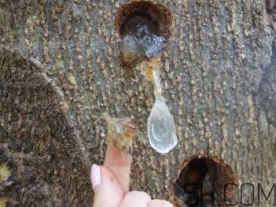 ​雪燕是什么树种植的？雪燕是凉性还是热性