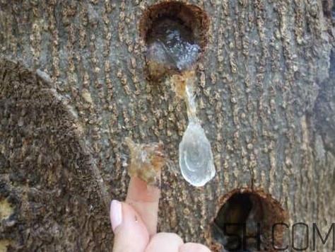 雪燕是什么树种植的？雪燕是凉性还是热性