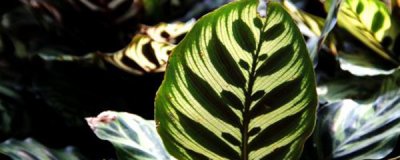 ​孔雀竹芋多久浇一次水？怎么浇水？