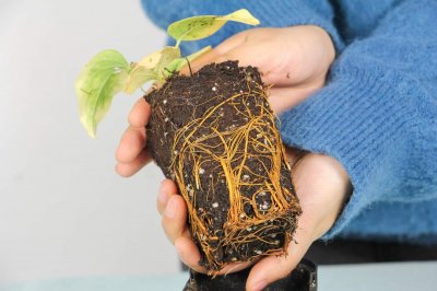 ​铁线莲如何度夏