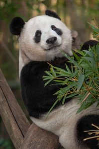 ​大熊猫的寿命一般是多少(熊猫，中国特有的物种。)