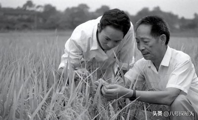 ​袁隆平：杂交水稻之父一生只做了一件事，却用一粒种子改变了世界