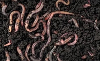 ​＂蚯蚓养殖：农村致富的新趋势，如何把握机遇？＂
