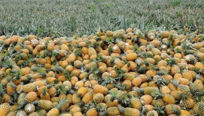 ​我国台湾有哪些水果？哪几类在大陆较火？能禁的不止是菠萝？