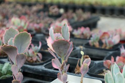 ​玉吊钟怎么修剪