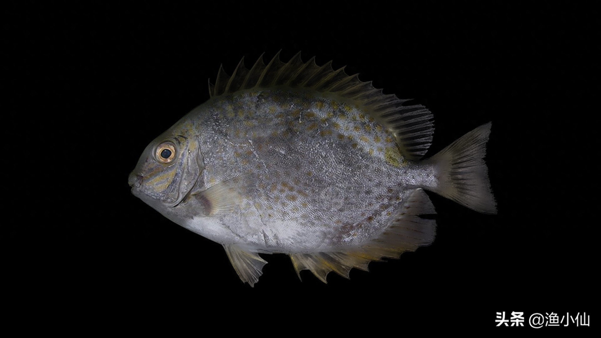 带点小毒的泥猛鱼，因味道鲜美依旧受众人喜欢，清蒸是最好的选择