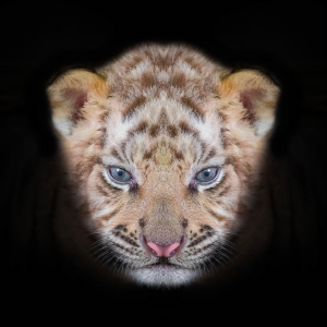 ​属虎的和什么属相最配相克属虎的和什么属相绝配和忌配