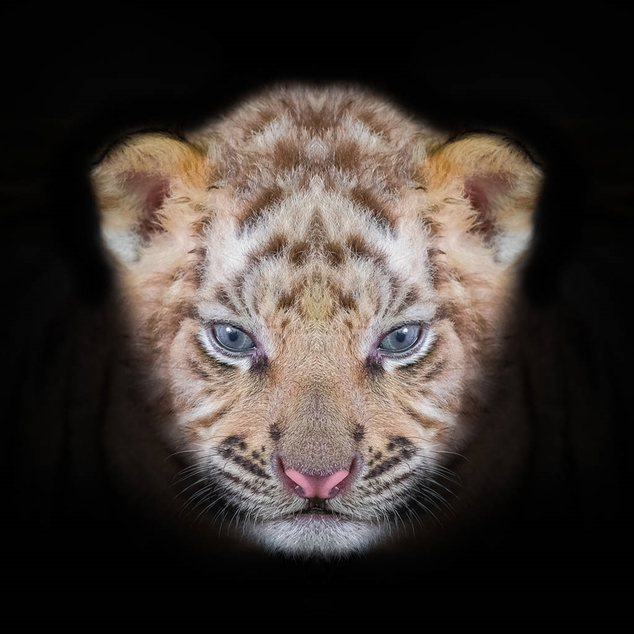 属虎的和什么属相最配相克属虎的和什么属相绝配和忌配