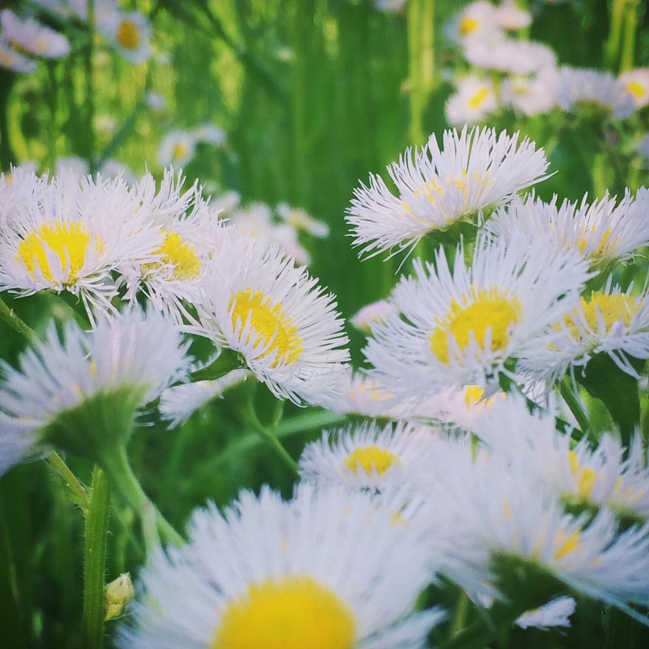 属虎的和什么属相最配相克属虎的和什么属相绝配和忌配