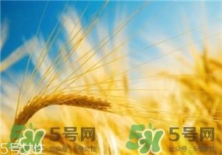 小麦胚芽油是什么?小麦胚芽油的功能