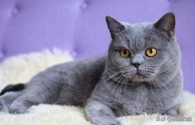 ​猫咪也会拉肚子，是什么原因导致的？这5个方法能有效缓解 猫拉肚子是什么原因