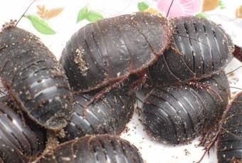 家里多有虫子挺大的，好象是叫土鳖虫，怎么除掉