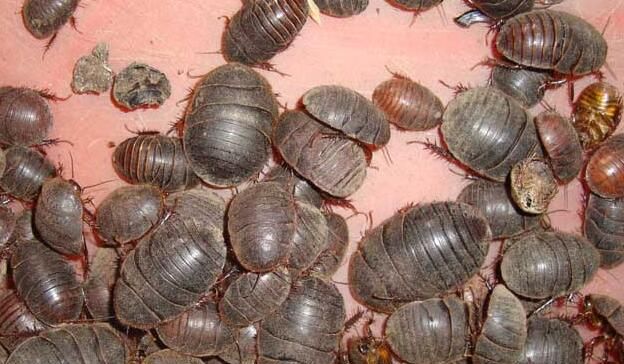 花盆土里土鳖虫怎么除掉