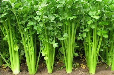 ​炒芹菜时，要不要先焯水？饭店大厨告诉你，这样才是正确做法