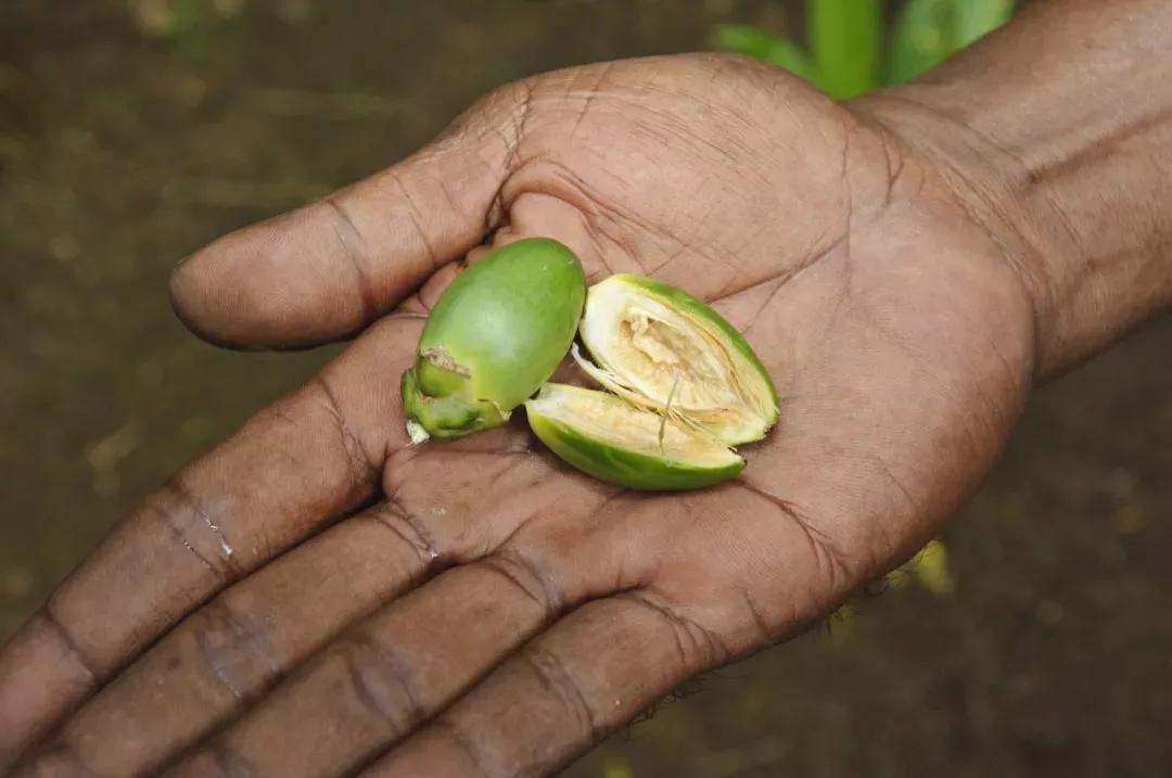 为什么槟榔第一口汁要吐掉（揭秘其中的根本原因）